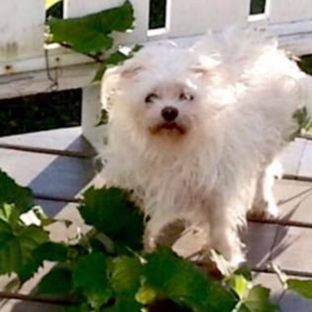 Meet your Posher, Sharon